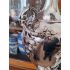 Magnificent Very Tall 10 Pint Samovar Tea Urn Silver Plated Antique (#100676) 7